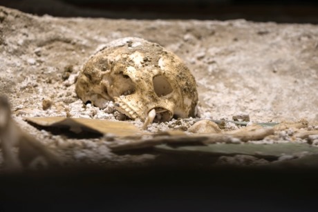A skull at the Wiltshire Museum